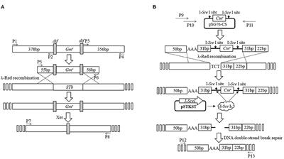 An Attenuated Escherichia coli K88ac LT(S63K)ΔSTb Efficiently Provides Protection Against Enterotoxigenic Escherichia coli in the Mouse Model